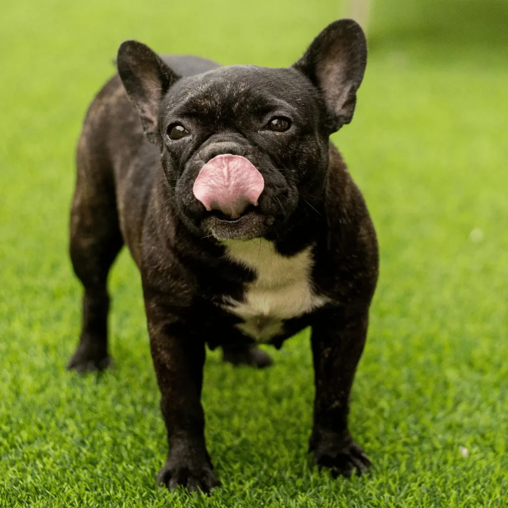 Bouledogue Français
