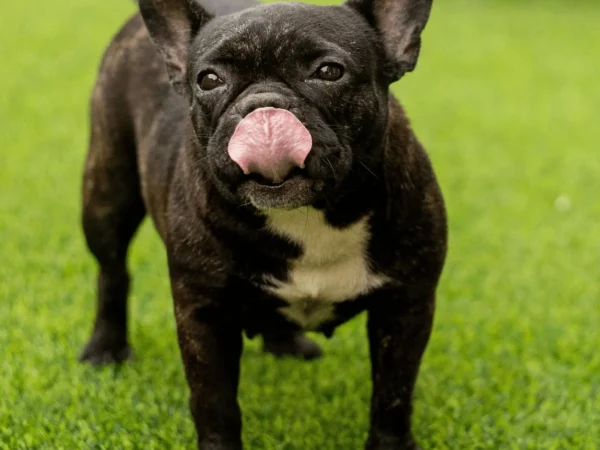 Bouledogue Français