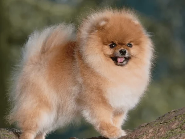 Spitz nain