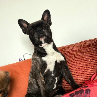 Shannel, Bouledogue Français bringé