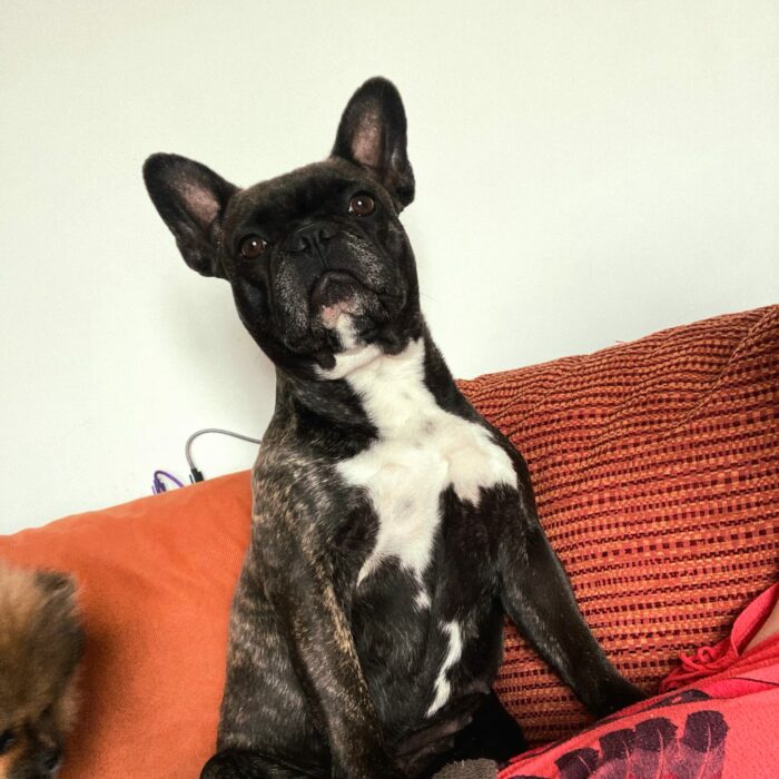 Shannel, Bouledogue Français bringé