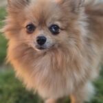 Undy, Spitz nain orange
