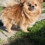 Undy, Spitz nain orange