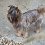 Charly, Yorkshire exotique chocolat et tan