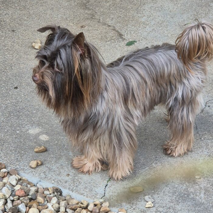 Charly, Yorkshire exotique chocolat et tan