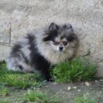 Abby, Spitz nain bleu merle