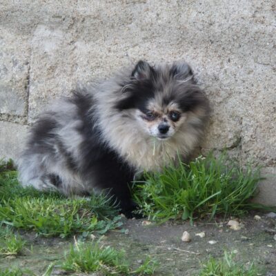 Abby, Spitz nain bleu merle