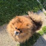 Elka, Spitz nain orange charbonné