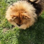 Elka, Spitz nain orange charbonné