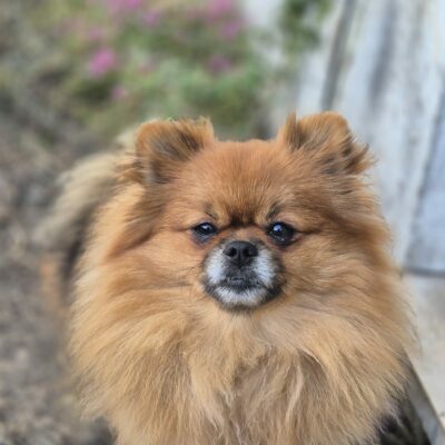 Elka, Spitz nain orange charbonné