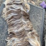 Hadra, Yorkshire exotique merle chocolat