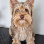 Hadra, Yorkshire exotique merle chocolat