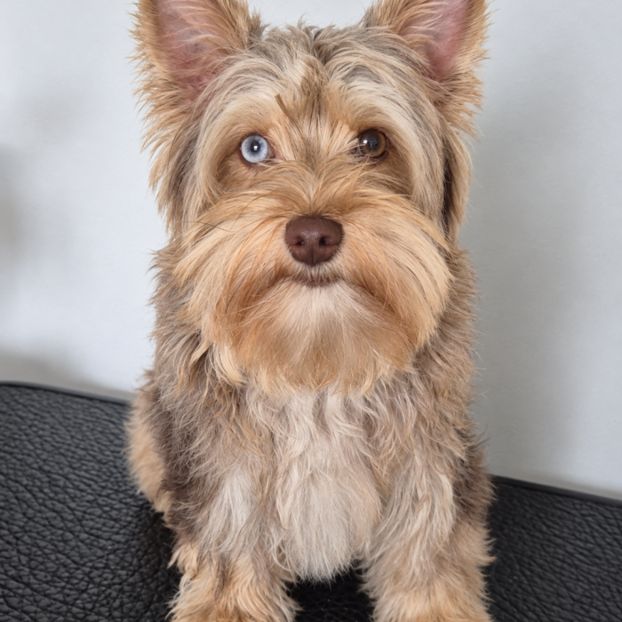 Hadra, Yorkshire exotique merle chocolat